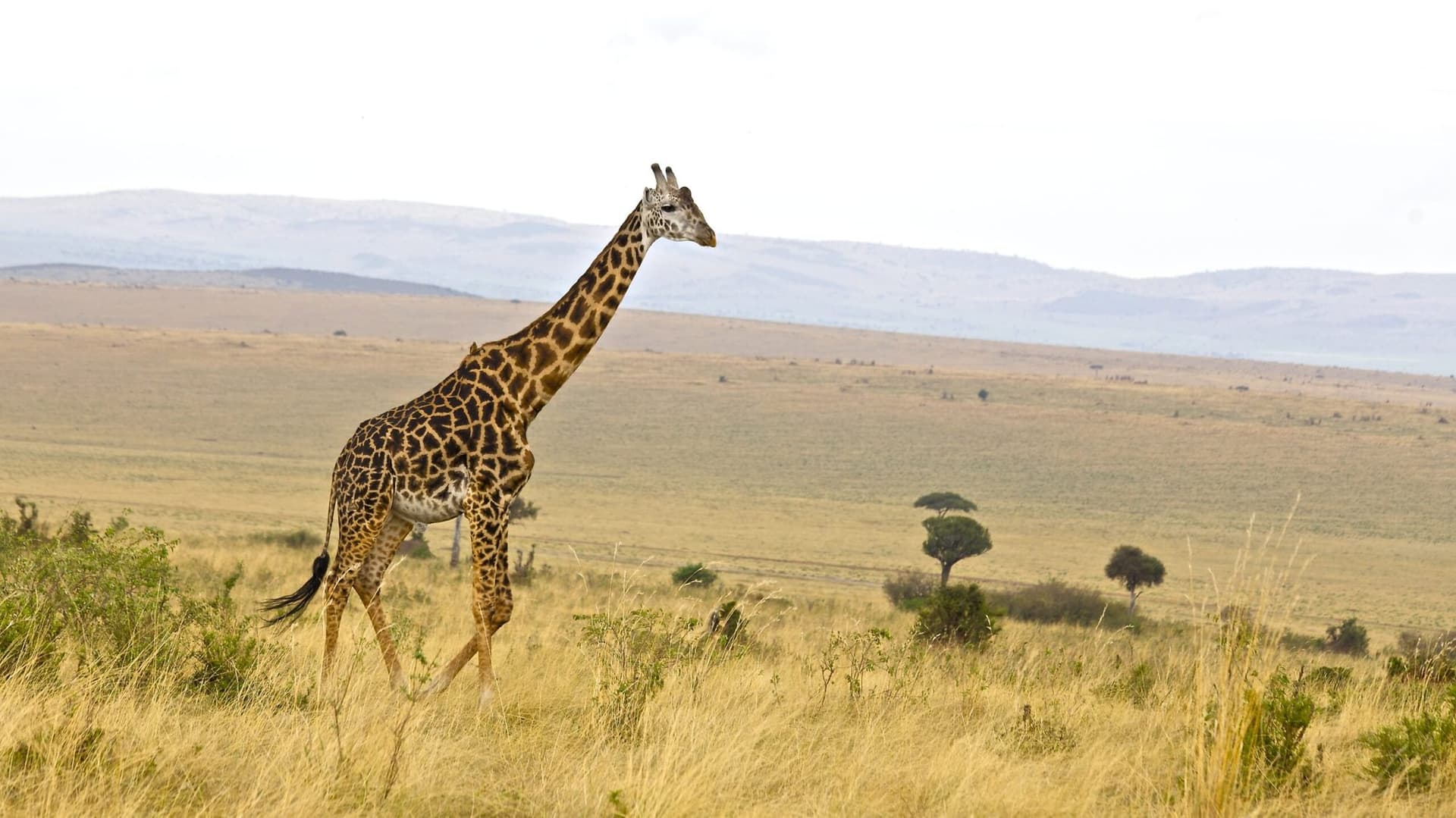 Giraffe and open plains in the Maasai Mara