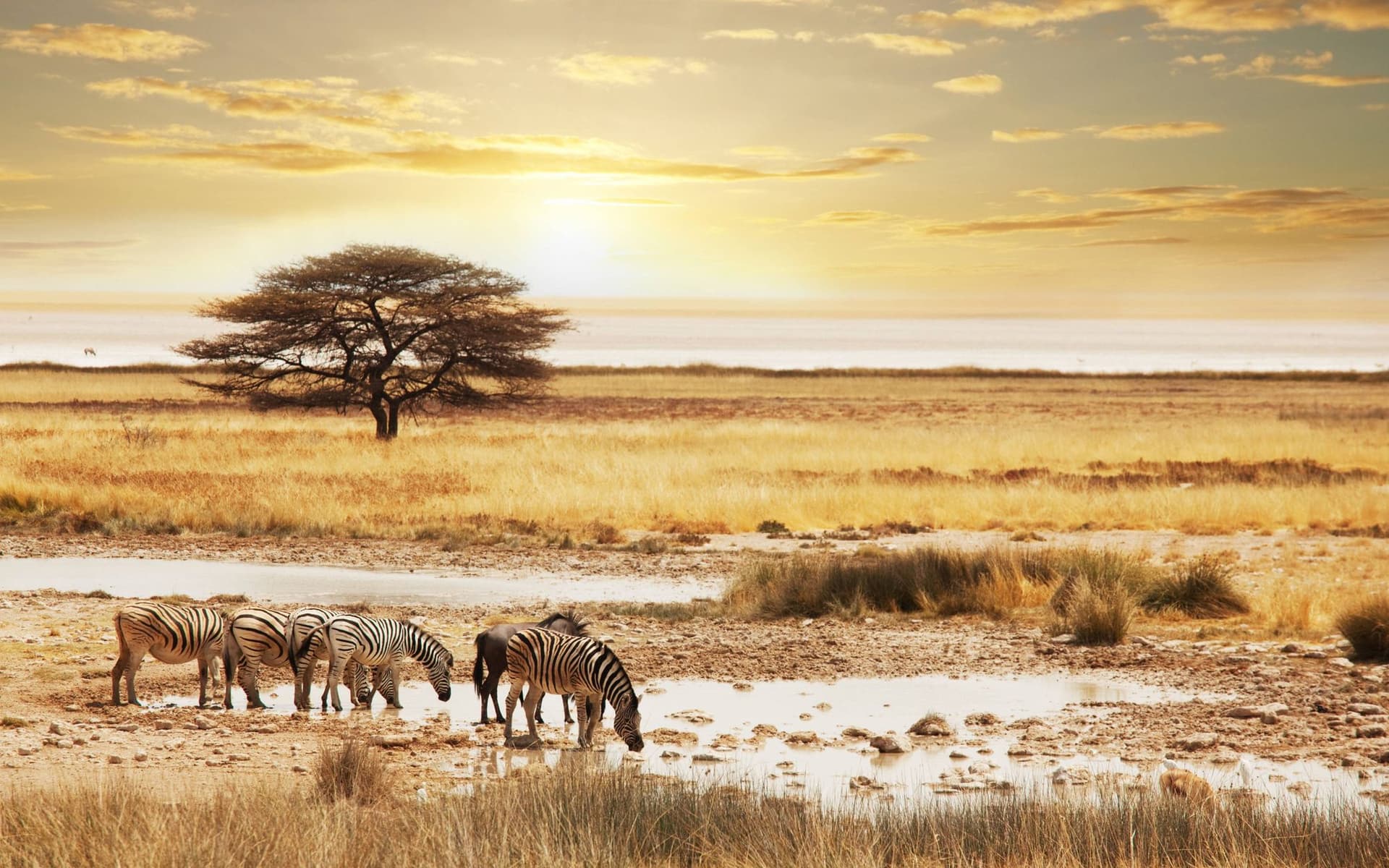 Sunset, acacia, zebra and a waterhole in the Serengeti