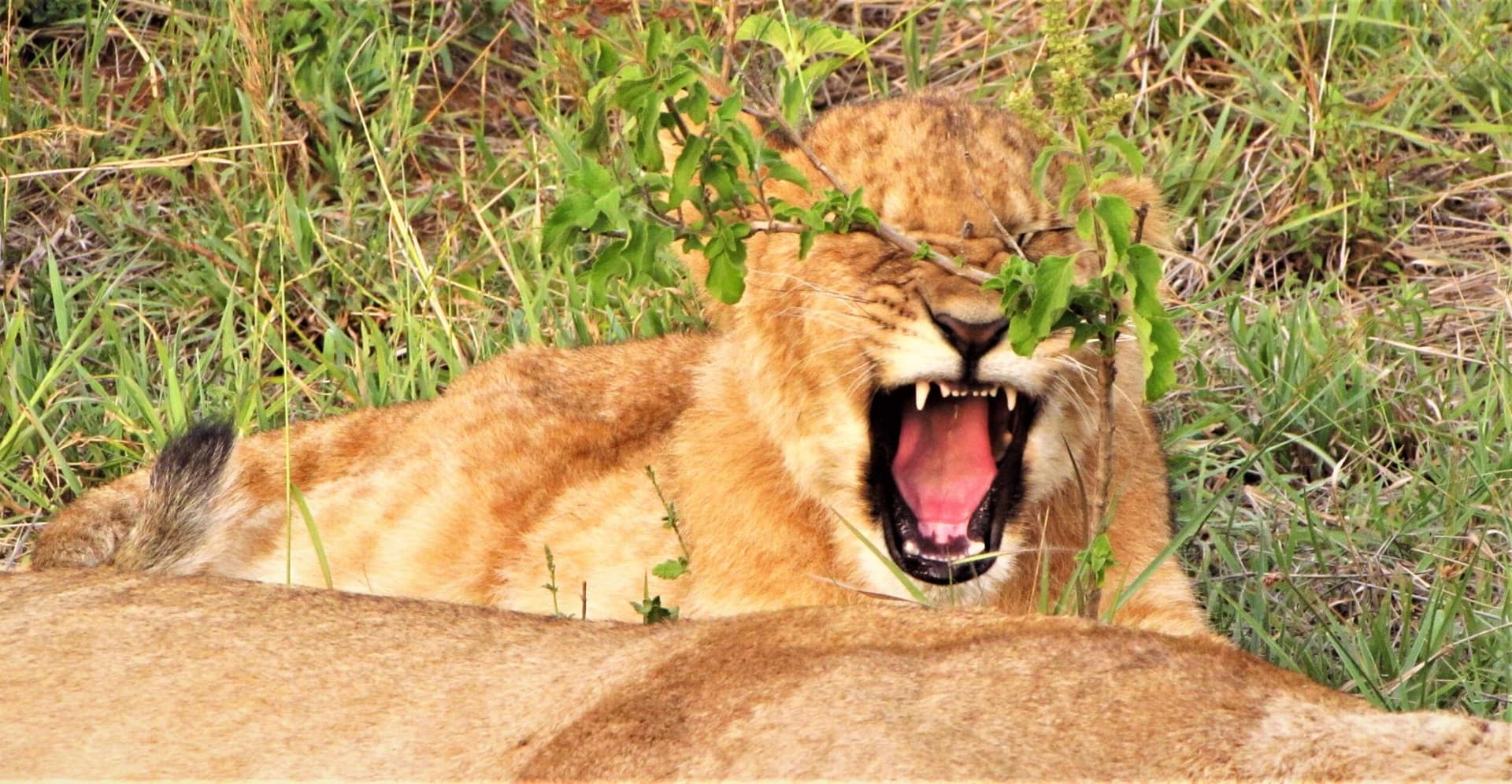 Nairobi · Maasai Mara · Lake Nakuru · Samburu · Nairobi — the landscape this safari travels through
