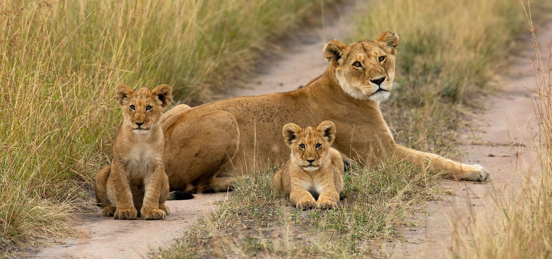 Nairobi · Maasai Mara · Nairobi — lion, cubs