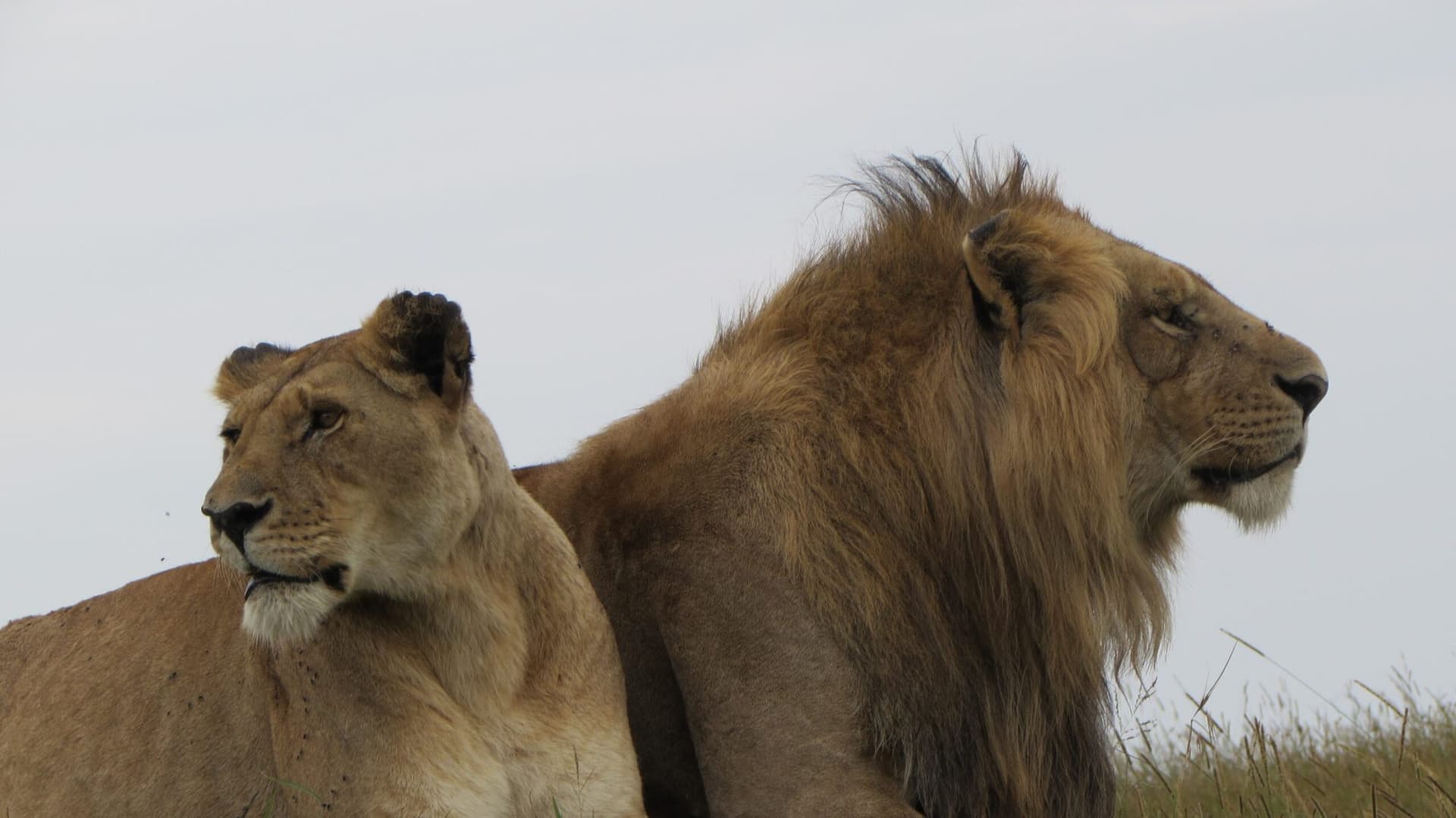 Day 6: Maasai Mara