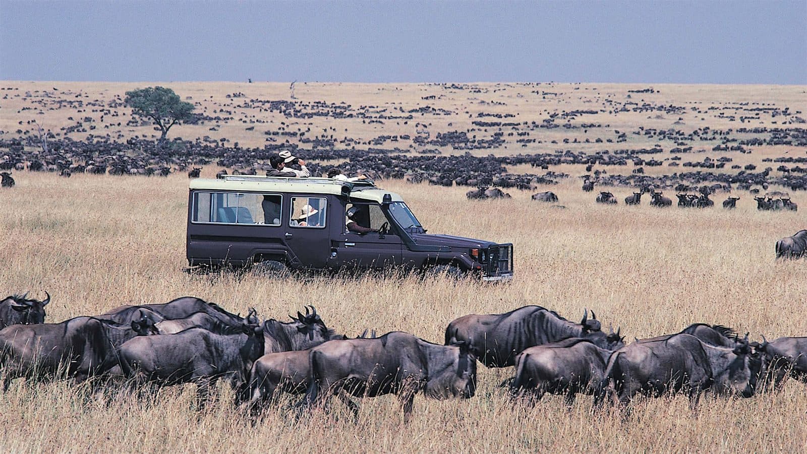 The Maasai Mara and the Serengeti are the same landscape with a border through the middle of it. These routes cross at Namanga and cover both.