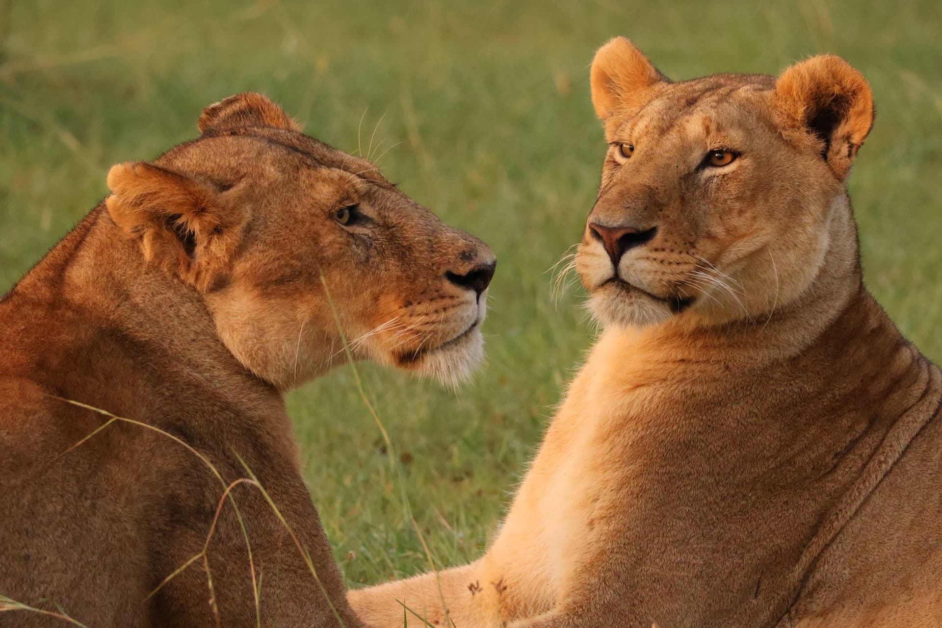 Nairobi · Maasai Mara · Nairobi
