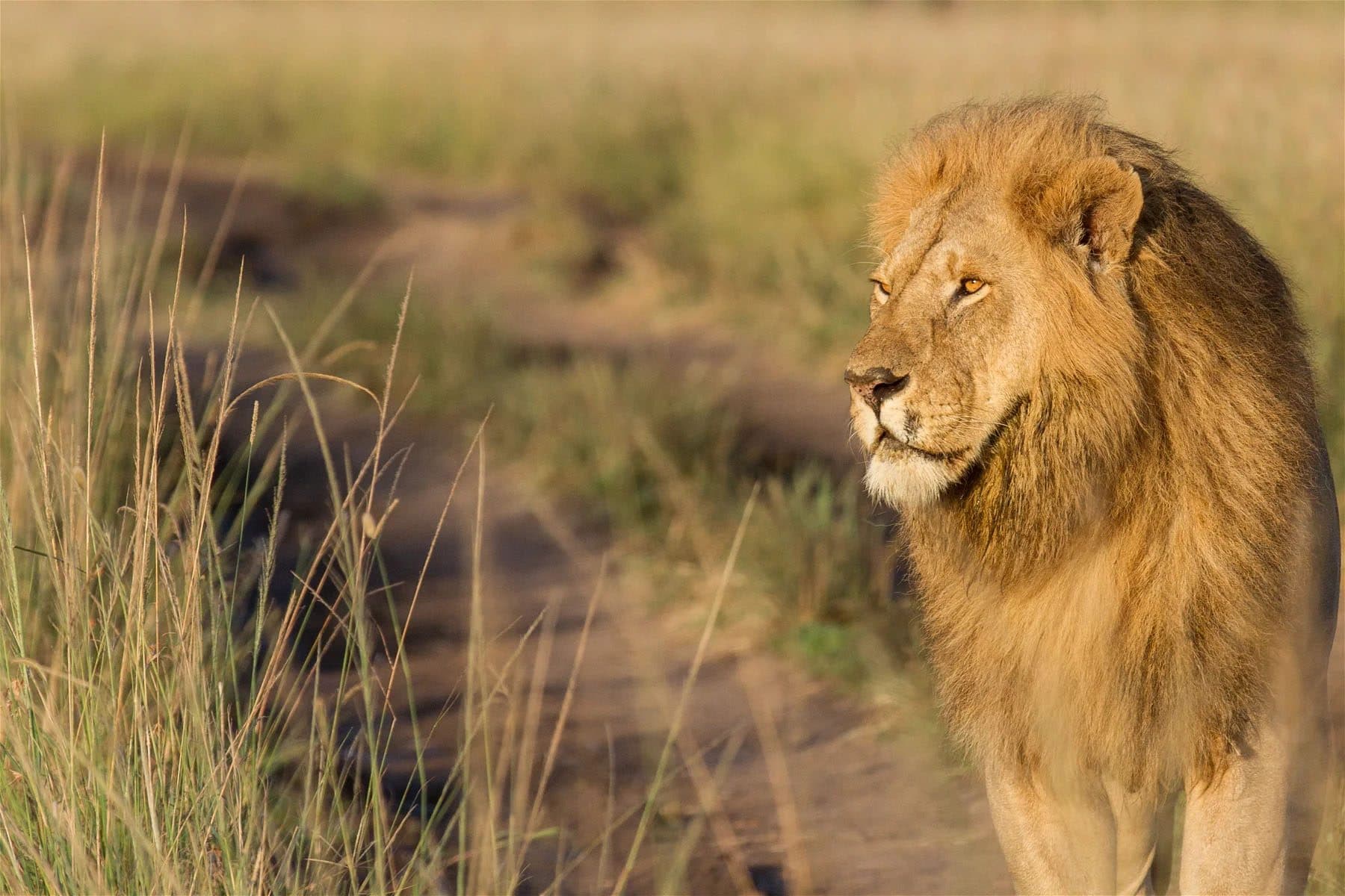Nairobi · Maasai Mara · Nairobi — lion