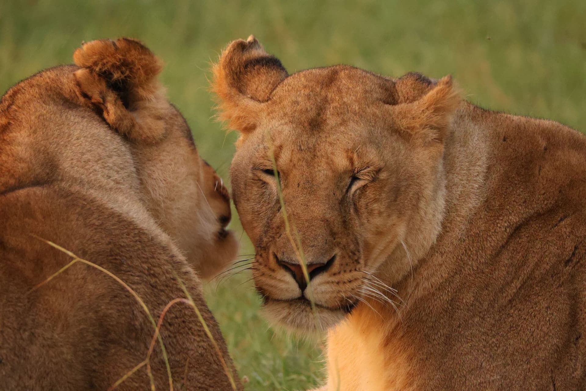 Nairobi · Maasai Mara · Lake Nakuru · Lake Naivasha · Nairobi — lion
