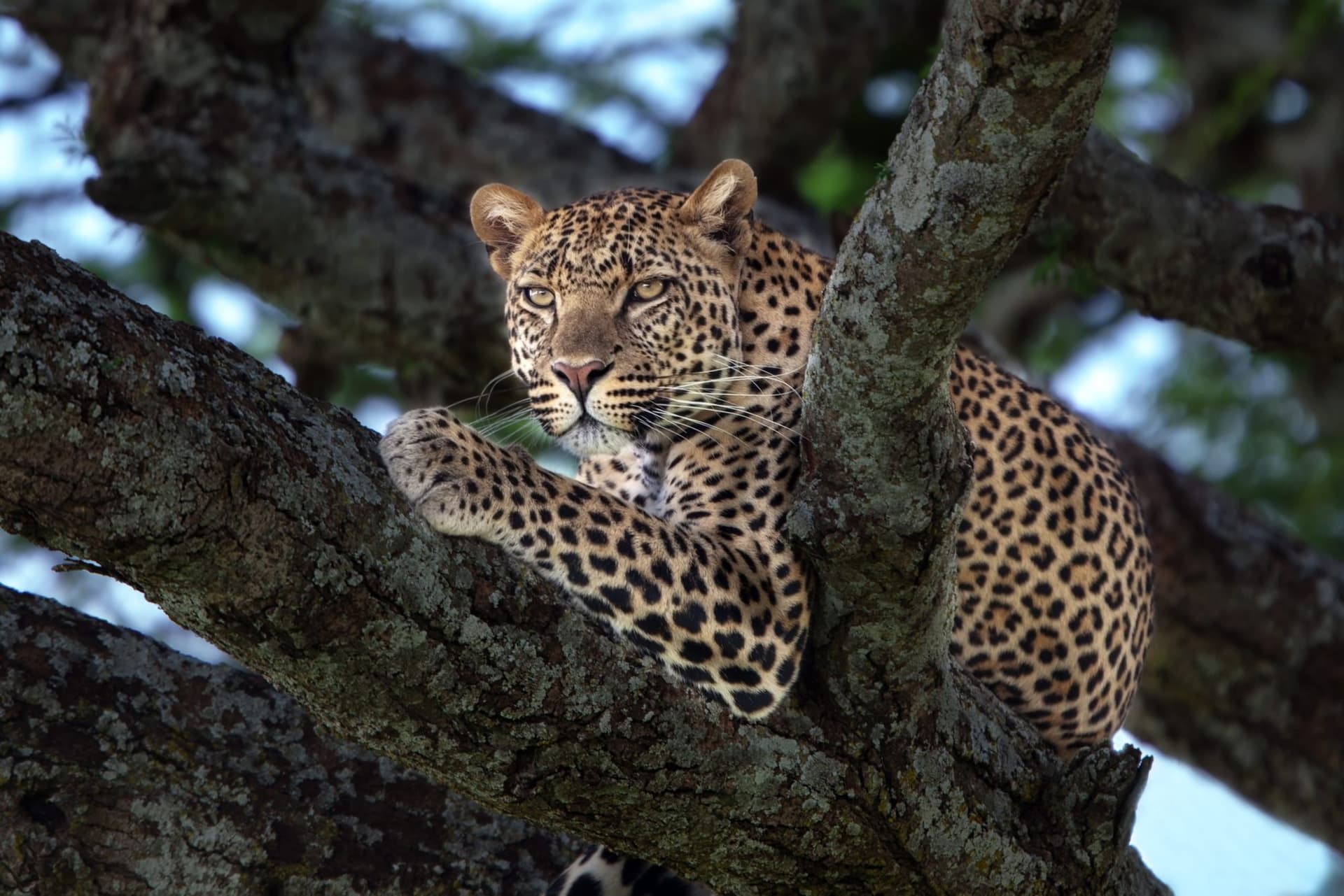 A leopard and a tree in the Maasai Mara