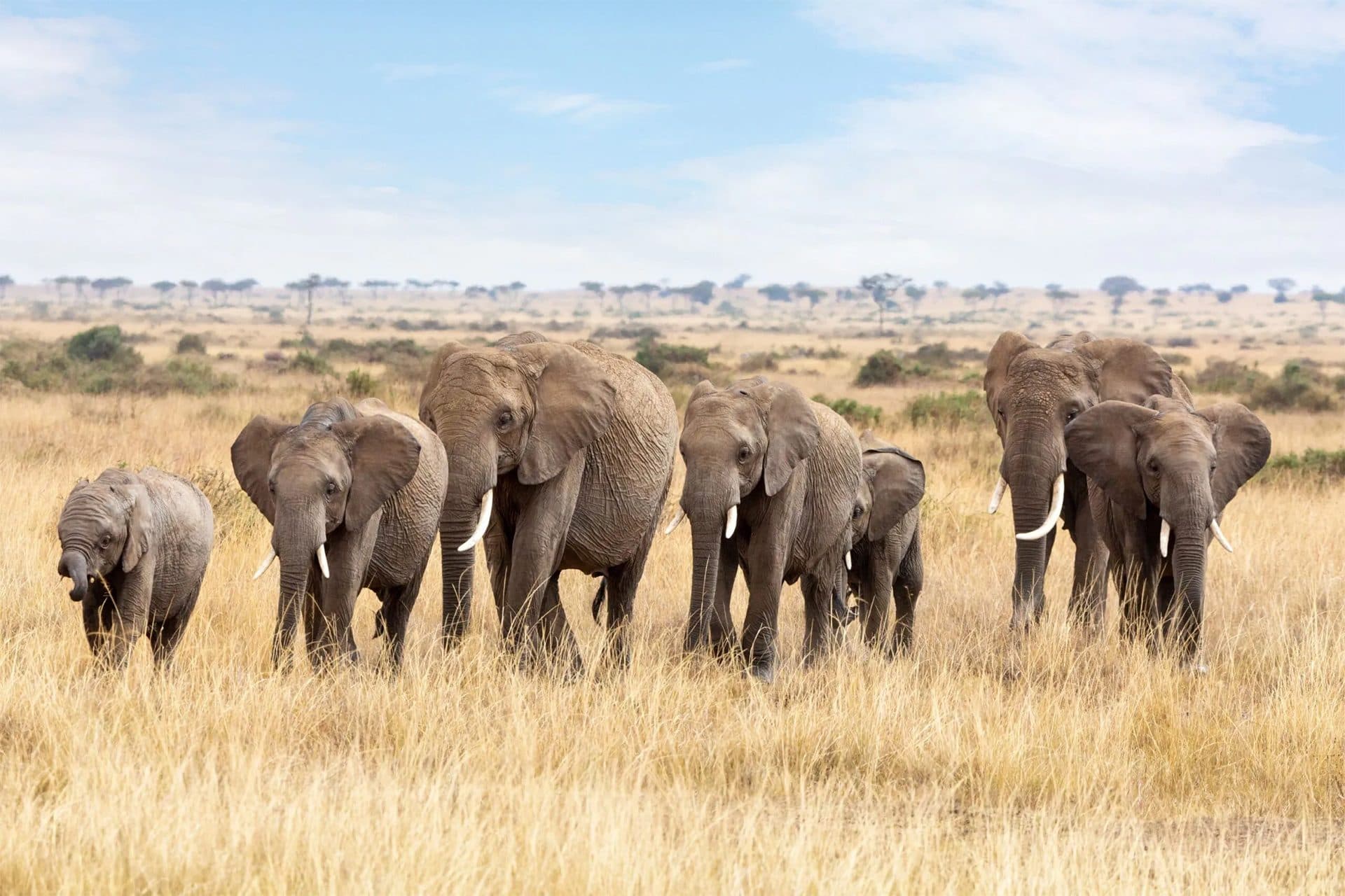 Day 9: Amboseli → Nairobi