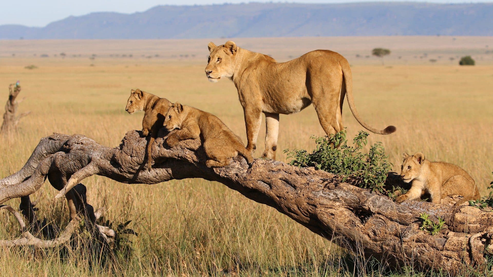 Lions and a fallen log in the Maasai Mara
