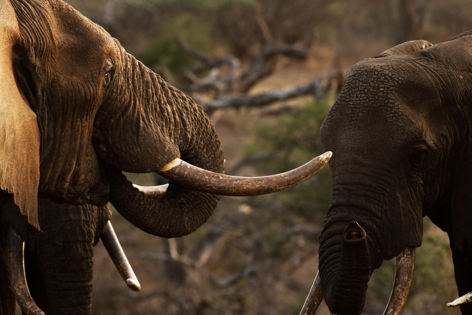 Elephants and an elephant's tusks in Amboseli