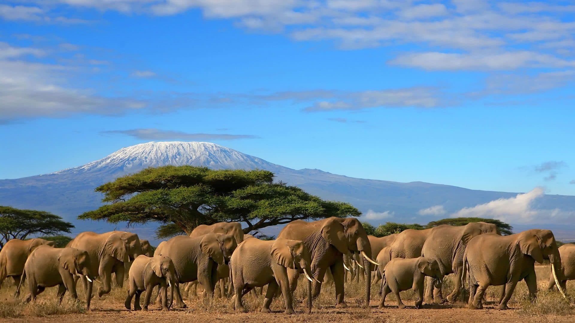 Day 5: Amboseli