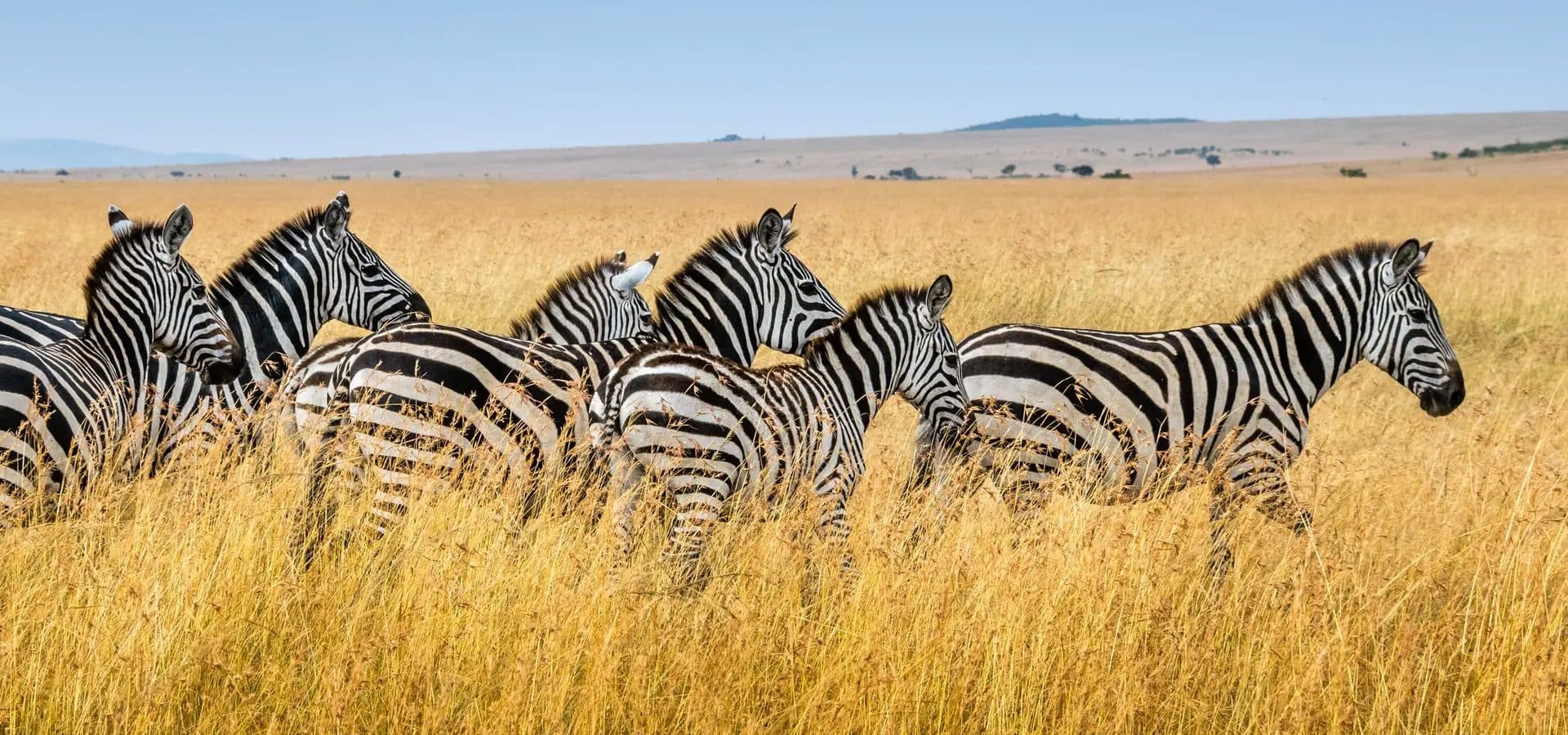 Nairobi · Maasai Mara · Lake Nakuru · Nairobi