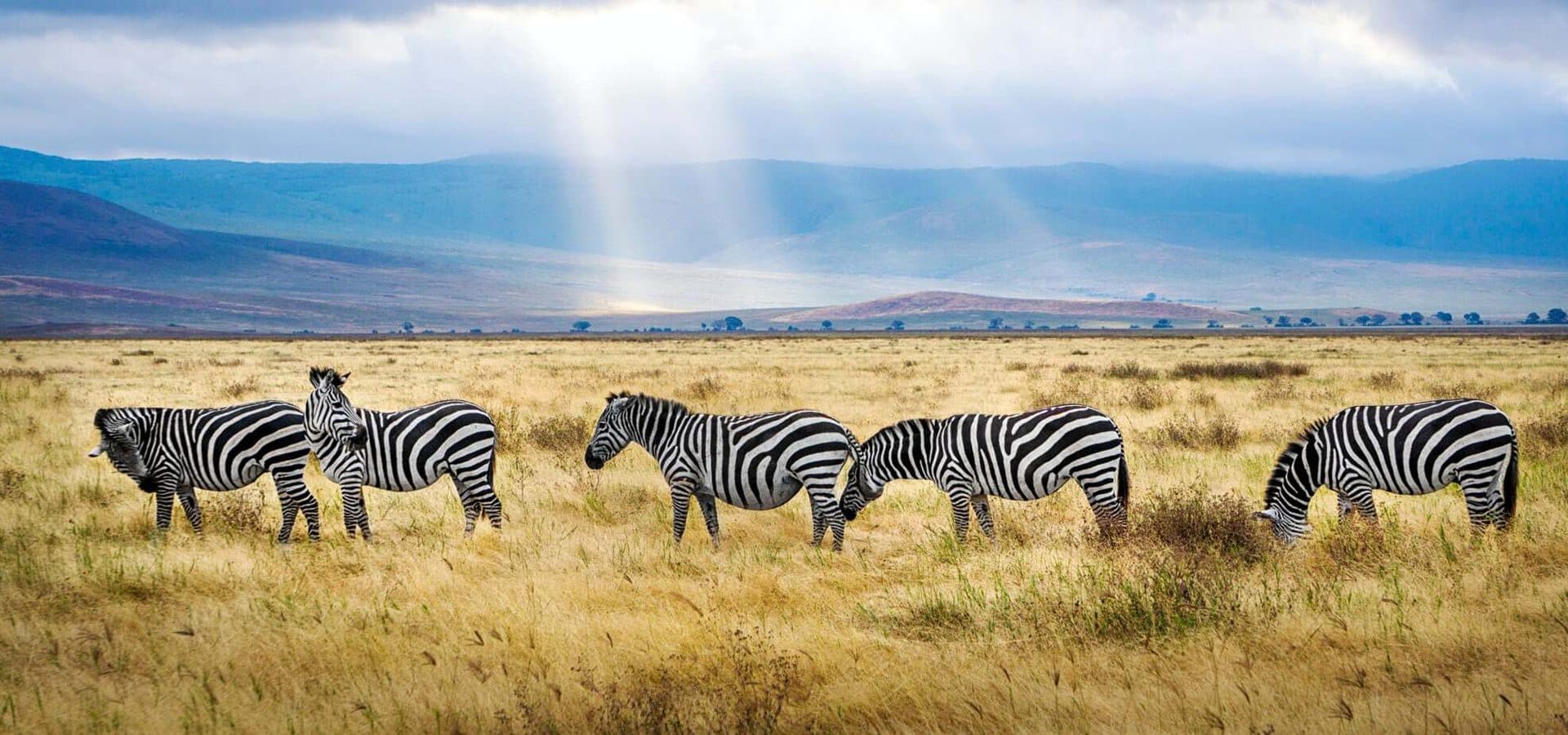 Zebra, the crater and low light in Ngorongoro