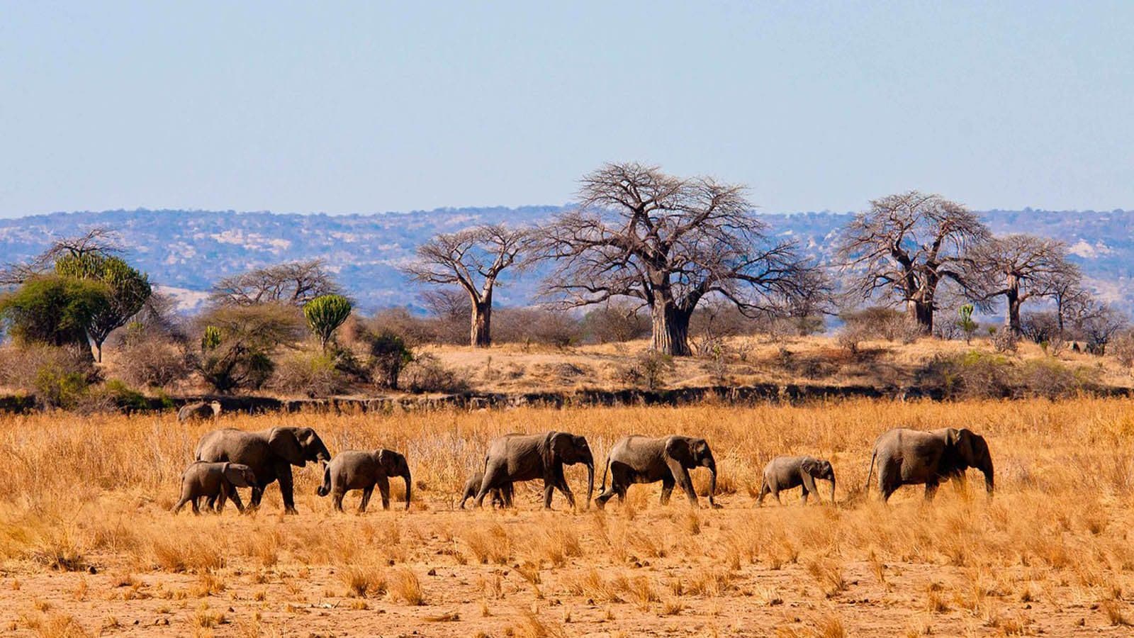 Day 3: Tarangire → Arusha