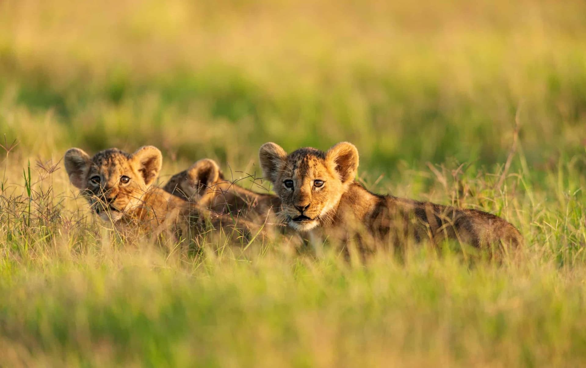 Nairobi · Maasai Mara · Lake Nakuru · Lake Naivasha · Amboseli · Nairobi