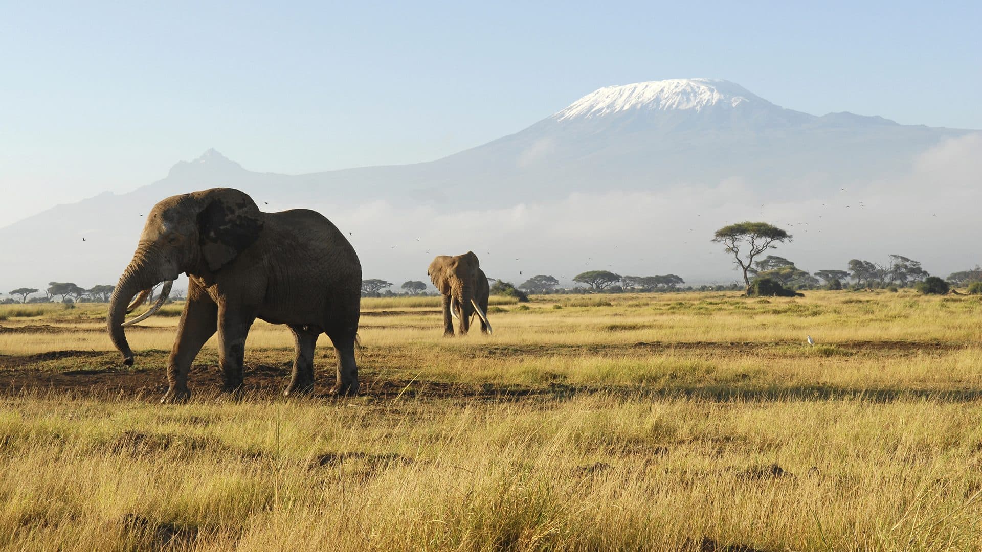 Nairobi · Maasai Mara · Lake Nakuru · Lake Naivasha · Amboseli · Tsavo East · Nairobi — elephant, kilimanjaro