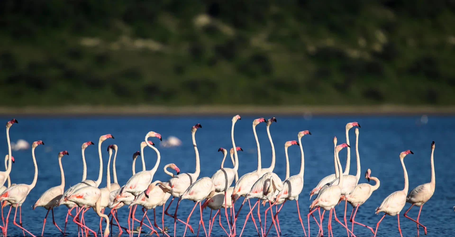 Nairobi · Maasai Mara · Lake Nakuru · Lake Naivasha · Amboseli · Tsavo East · Nairobi — the landscape this safari travels through