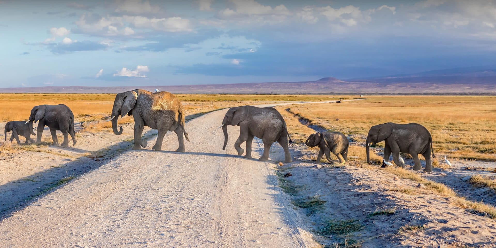 Nairobi · Maasai Mara · Lake Nakuru · Lake Naivasha · Nairobi — elephant, track