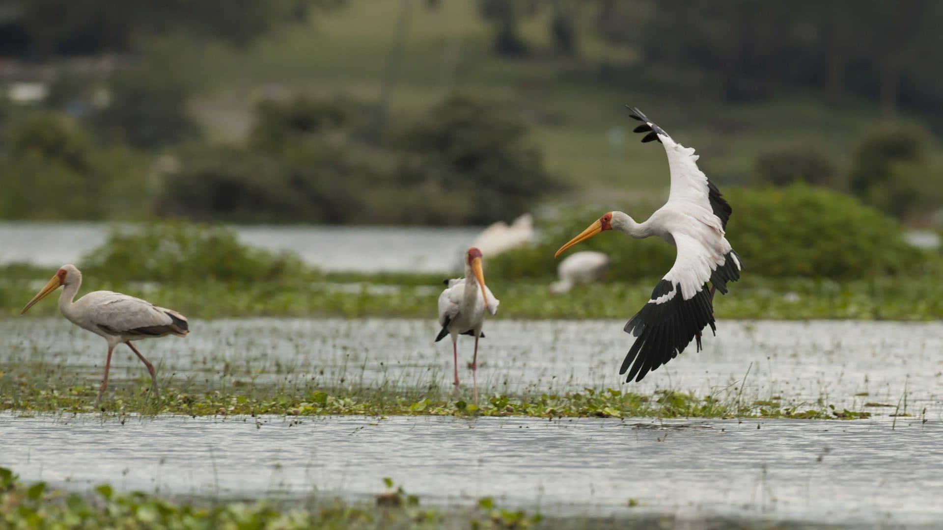 Arusha · Lake Manyara · Serengeti · Ngorongoro · Arusha — stork, lake