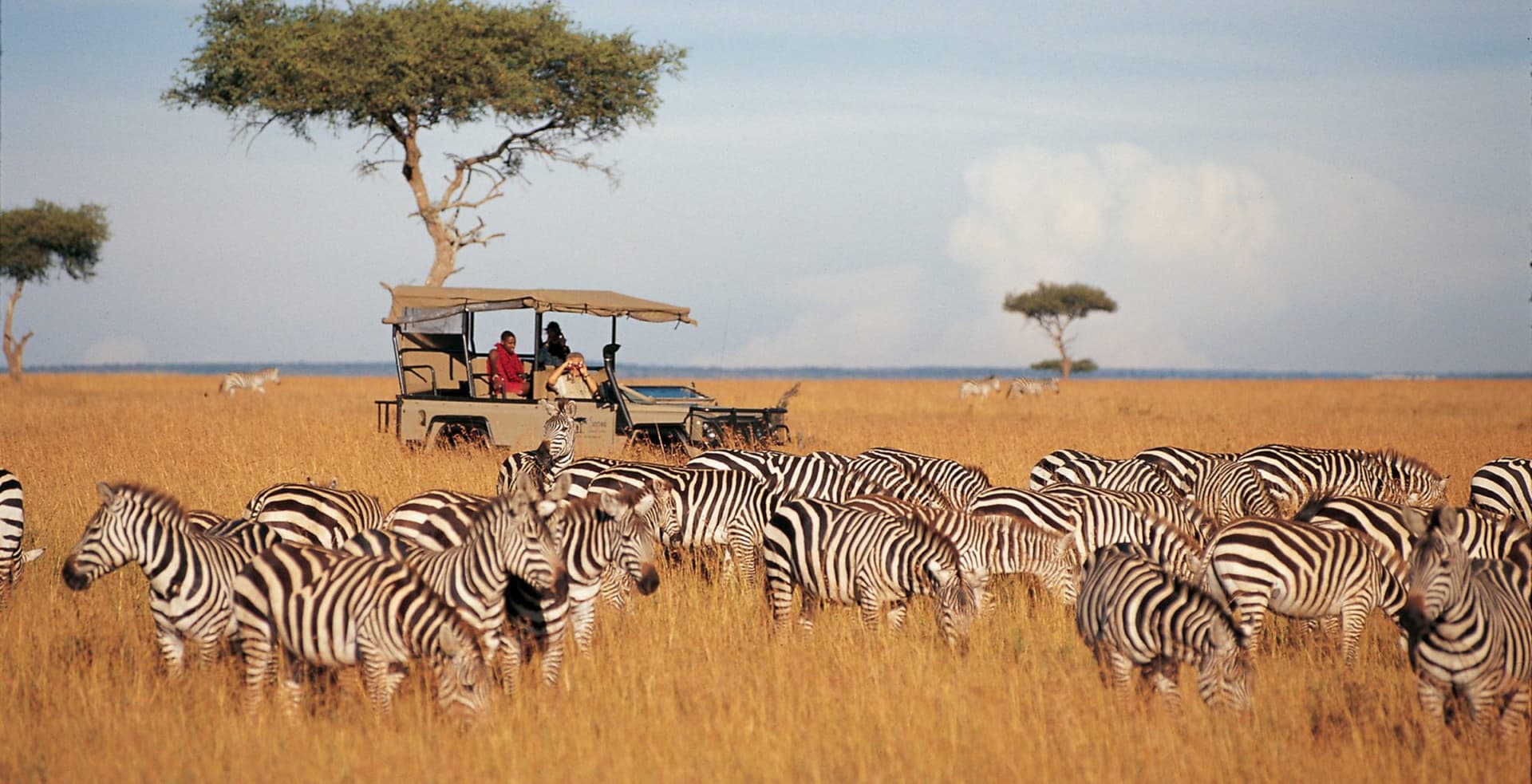 A safari vehicle, zebra and acacia in the Maasai Mara