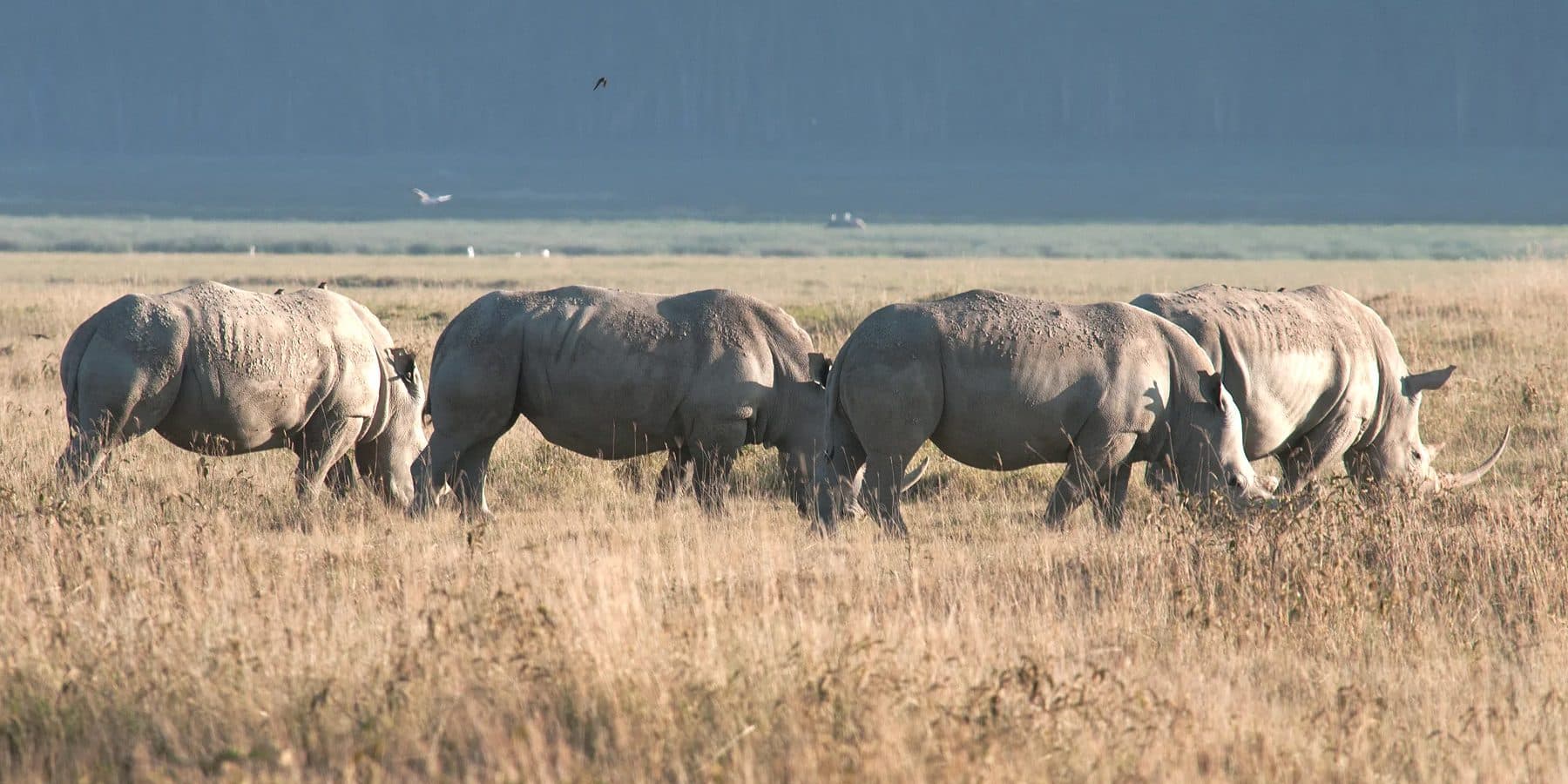 Routes built around the places doing the rhino work.