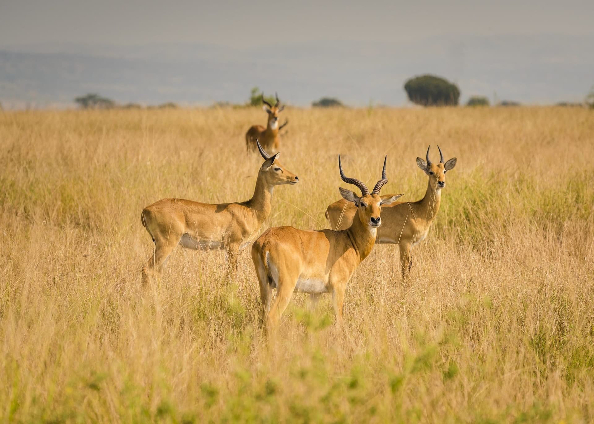 Nairobi · Maasai Mara · Lake Nakuru · Lake Naivasha · Nairobi