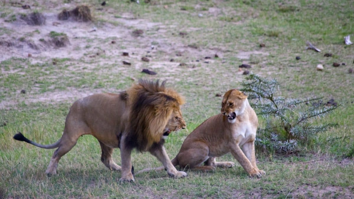 Nairobi · Maasai Mara · Lake Nakuru · Amboseli · Nairobi