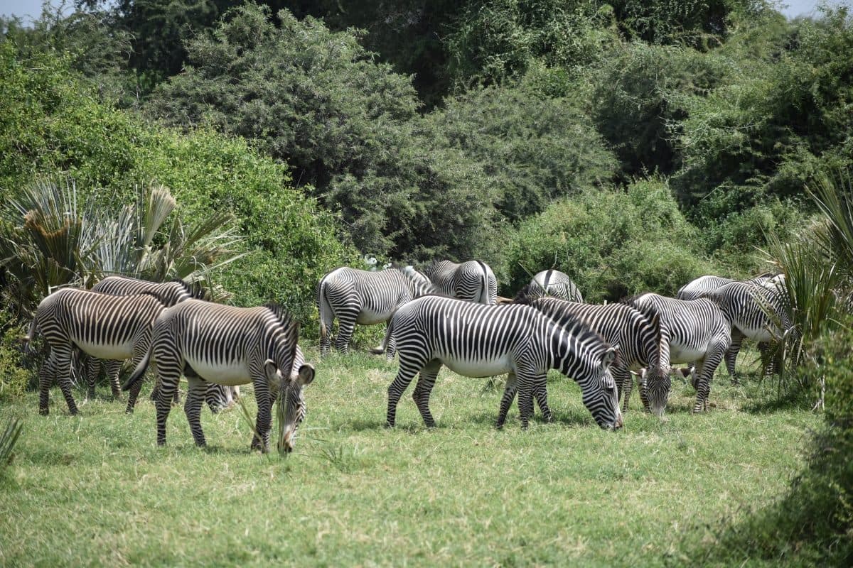 Nairobi · Samburu · Ol Pejeta · Lake Nakuru · Maasai Mara · Nairobi
