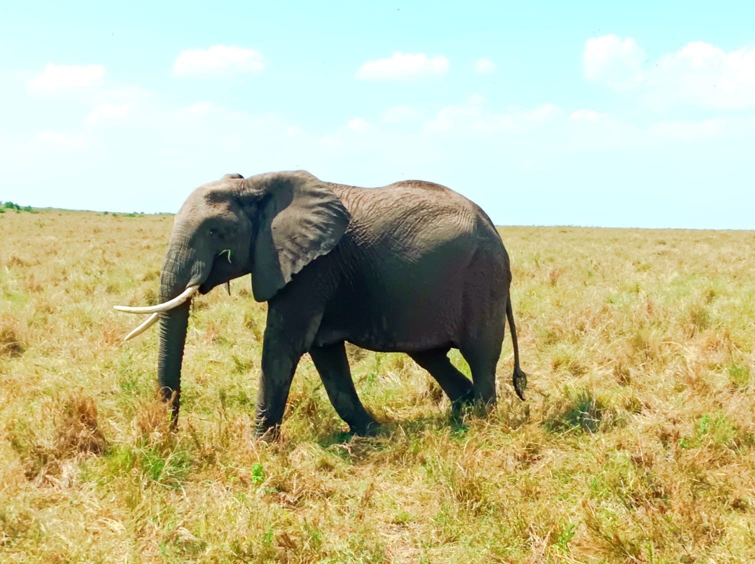 Nairobi · Maasai Mara · Lake Nakuru · Samburu · Nairobi