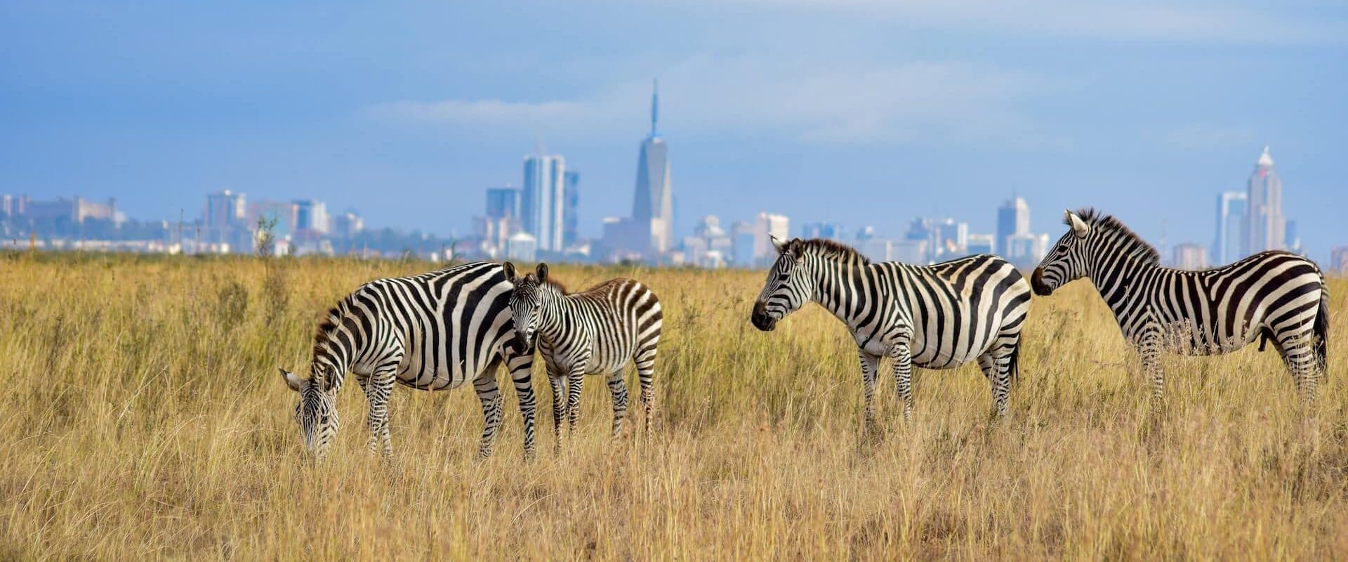 Zebra and the Nairobi skyline in Nairobi