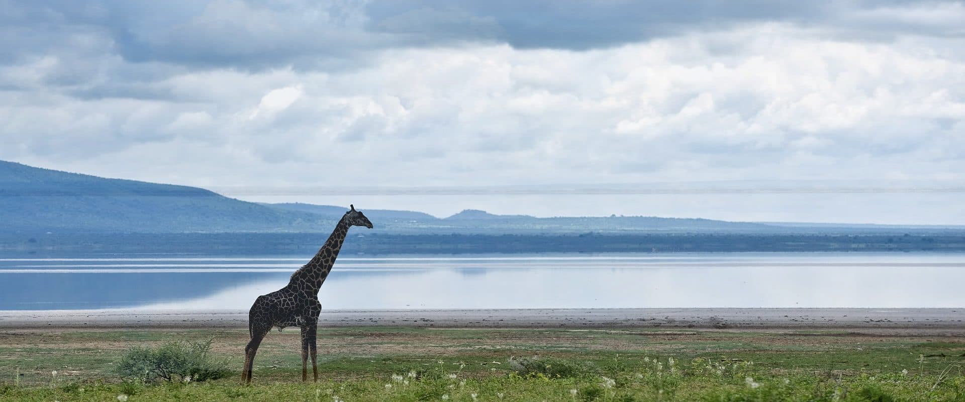 Arusha · Lake Manyara · Serengeti · Ngorongoro · Tarangire · Arusha — giraffe, lake
