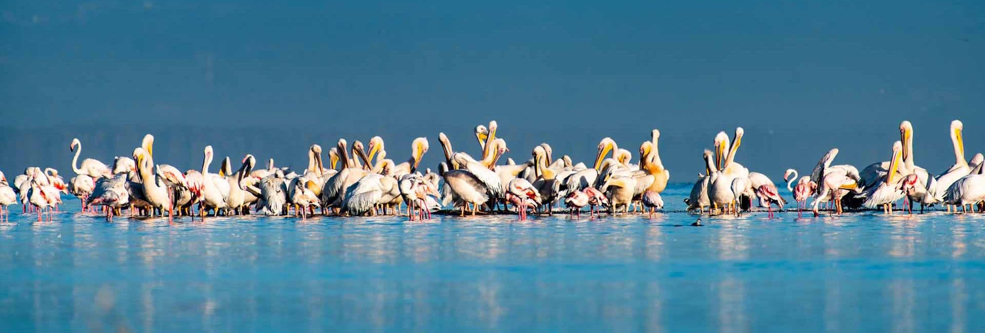 Lake Naivasha — A freshwater Rift Valley lake, and the usual place a Kenyan circuit slows down.