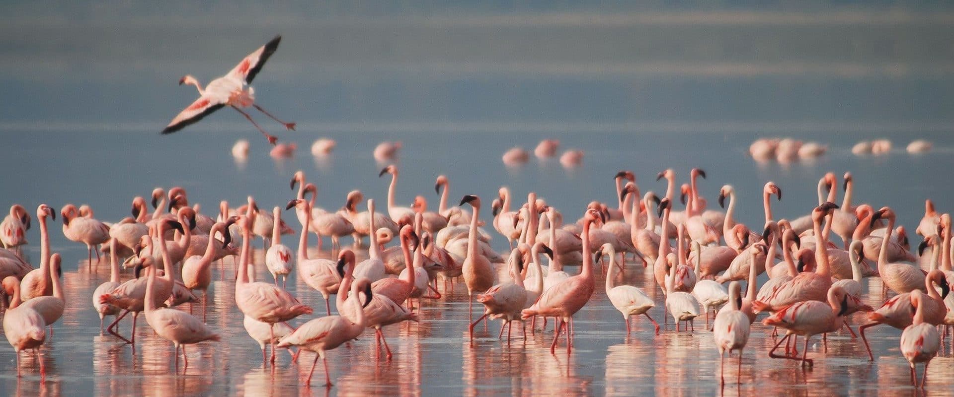 Flamingos in Lake Nakuru