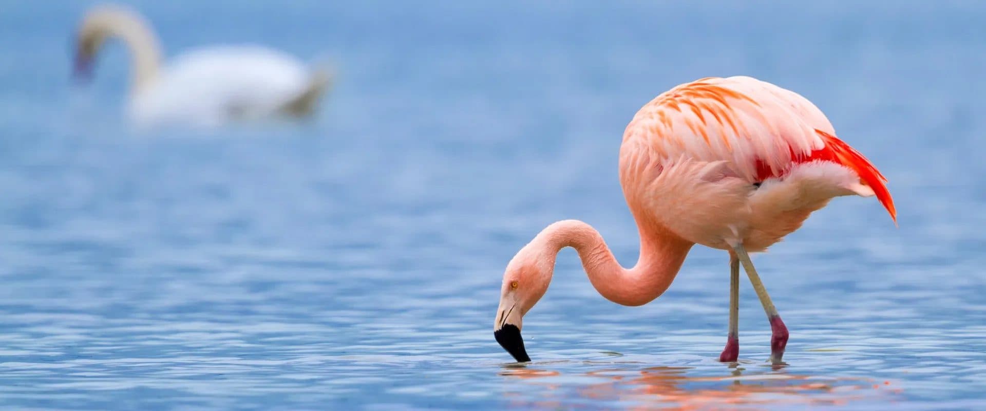 The Rift Valley lakes, and the habitats that stack species up fast.