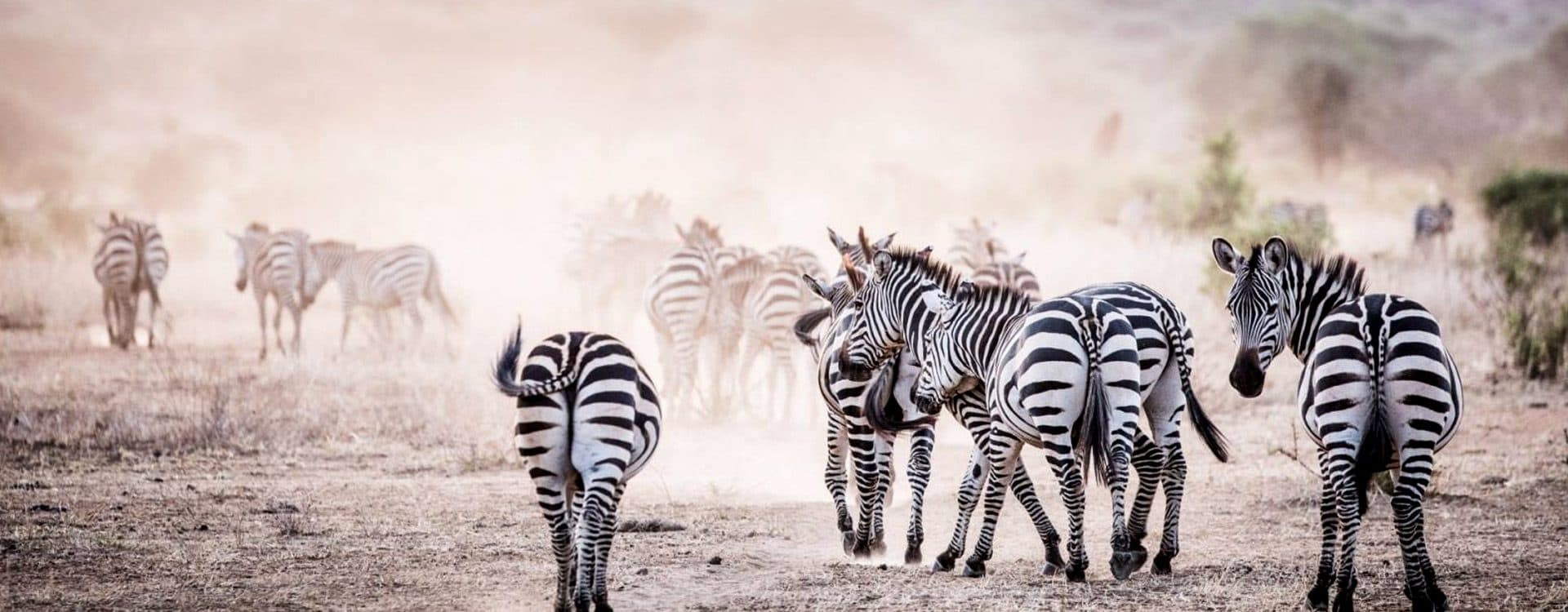 Maasai Mara National Reserve — Open grassland, high predator density, and the northern end of the Serengeti ecosystem.