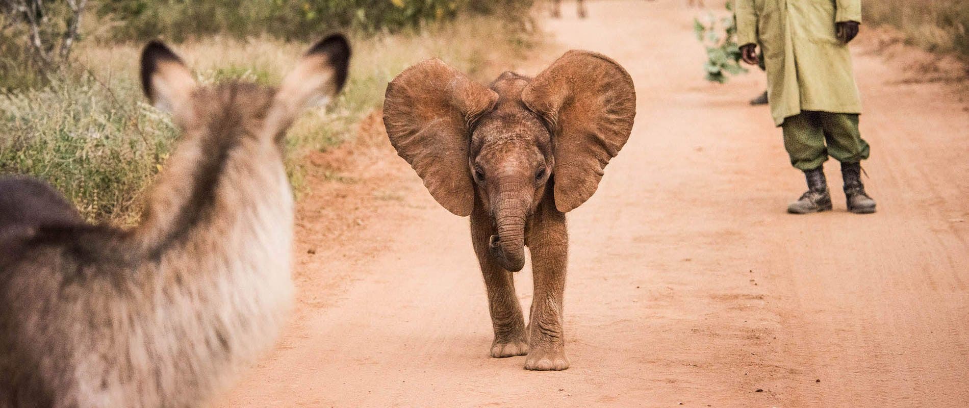 The orphaned elephant nursery on the edge of Nairobi National Park.