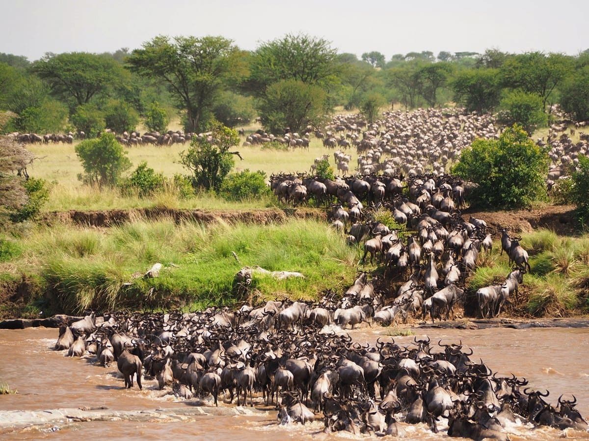 Nairobi · Maasai Mara · Nairobi — wildebeest, river