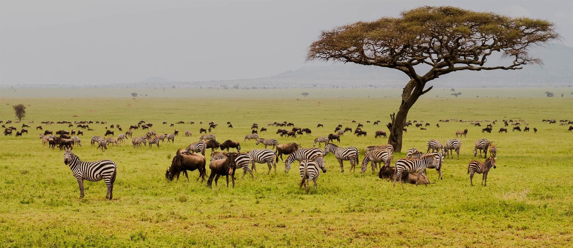 Day 1: Arusha → Serengeti
