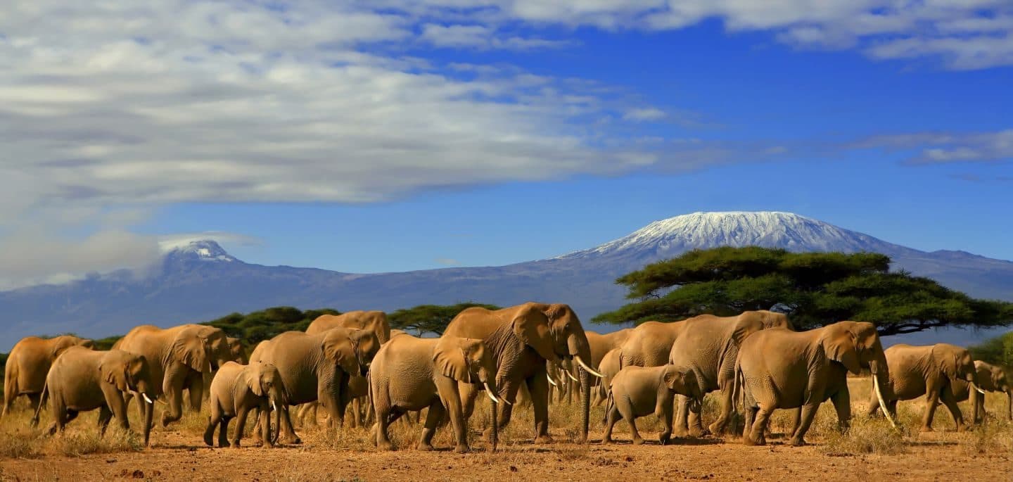 Day 5: Amboseli