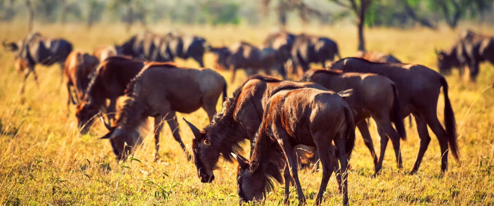 Nairobi · Maasai Mara · Lake Nakuru · Amboseli · Namanga · Arusha · Lake Manyara · Serengeti · Ngorongoro · Arusha — the landscape this safari travels through