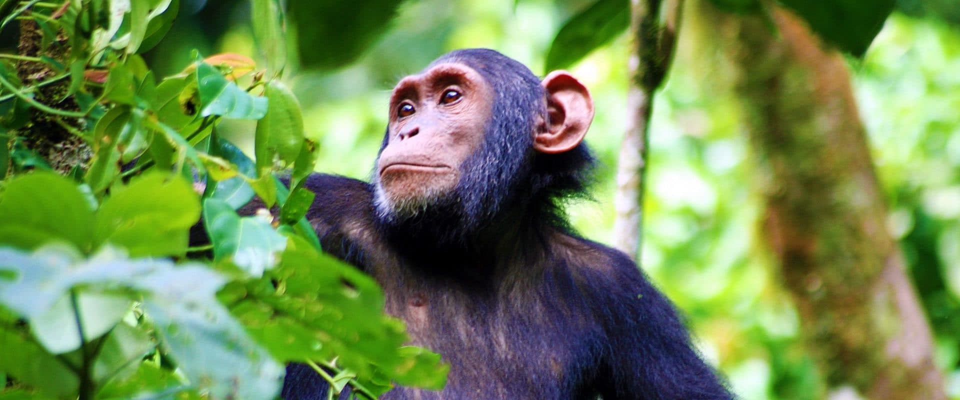 Sweetwaters Chimpanzee Sanctuary