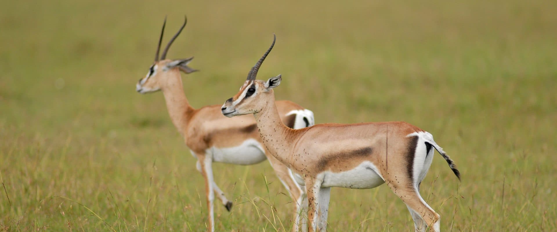 Nairobi · Maasai Mara · Lake Nakuru · Nairobi — the landscape this safari travels through
