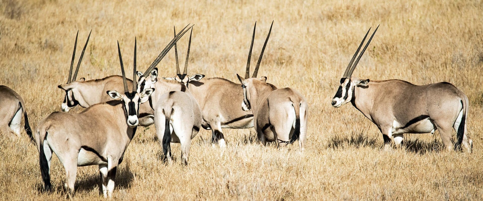 Nairobi · Samburu · Ol Pejeta · Lake Nakuru · Maasai Mara · Nairobi — oryx