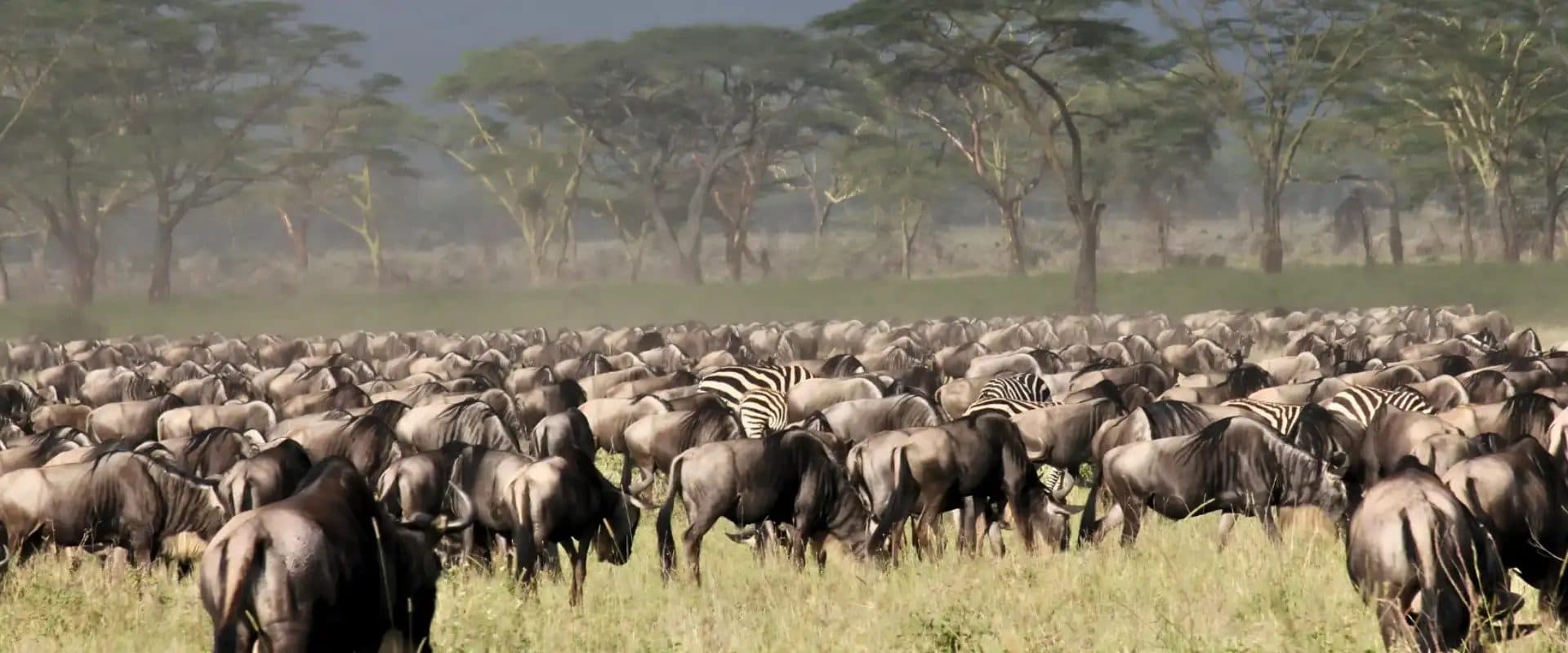 Nairobi · Maasai Mara · Lake Nakuru · Amboseli · Namanga · Arusha · Lake Manyara · Serengeti · Ngorongoro · Arusha — the landscape this safari travels through