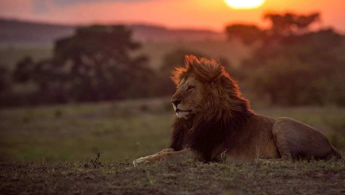 Lions and sunset in the Maasai Mara
