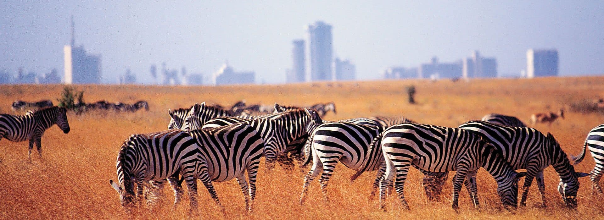 Zebra and the Nairobi skyline in Nairobi