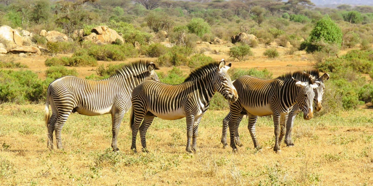 Day 5: Samburu