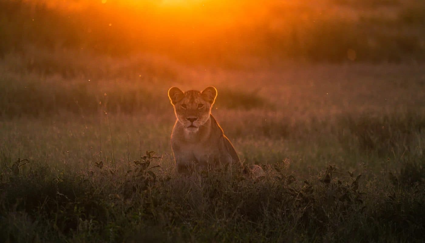 Nairobi · Maasai Mara · Lake Nakuru · Amboseli · Namanga · Arusha · Lake Manyara · Serengeti · Ngorongoro · Arusha