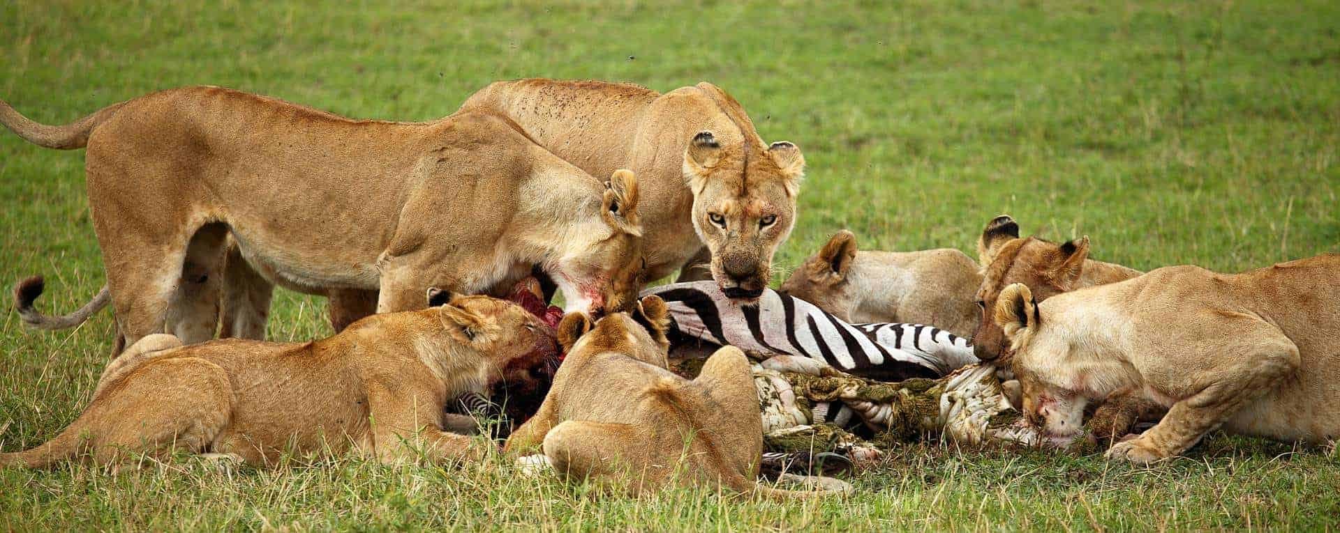 Nairobi · Maasai Mara · Lake Nakuru · Lake Naivasha · Amboseli · Nairobi