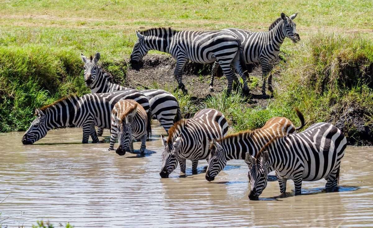 Nairobi · Maasai Mara · Lake Nakuru · Amboseli · Namanga · Arusha · Lake Manyara · Serengeti · Ngorongoro · Arusha