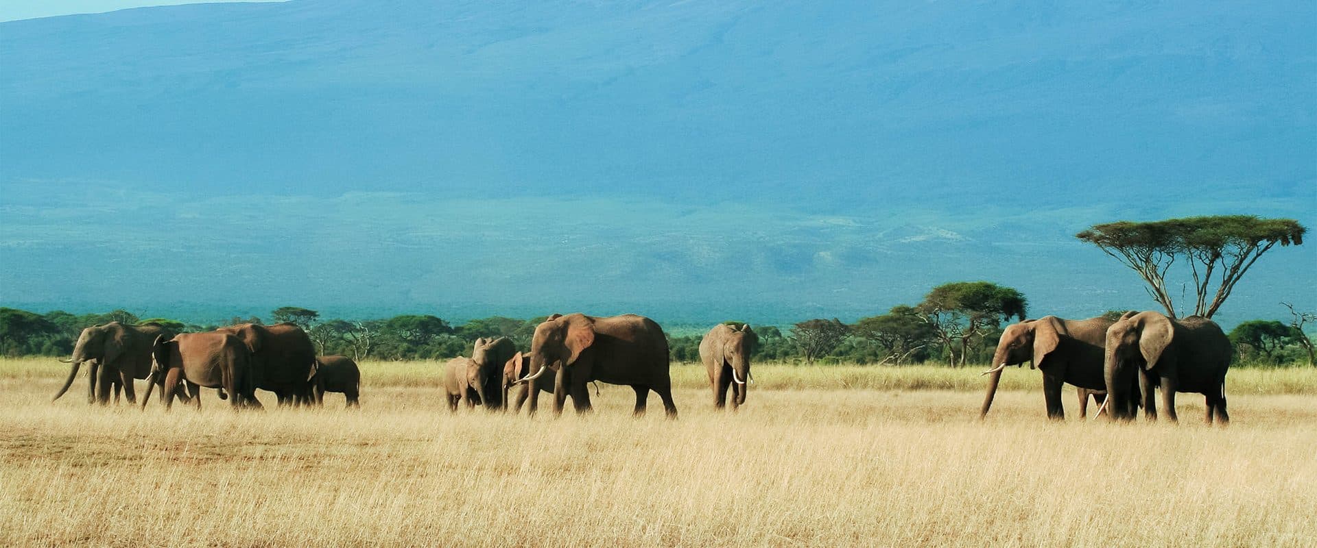 Ngorongoro Crater — An intact volcanic caldera holding a resident population of game on its floor, year-round.